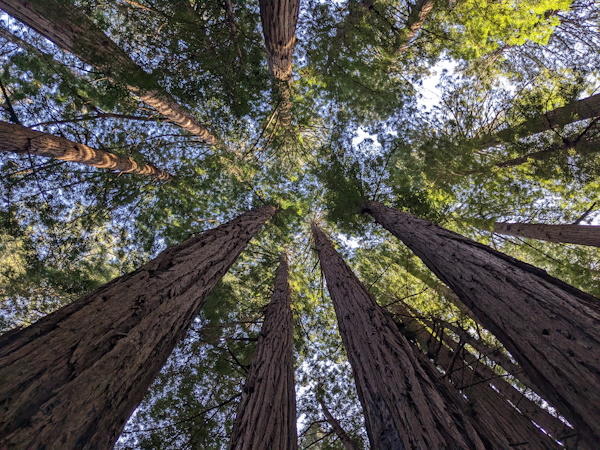 A photo taken in Mill Valley, California.